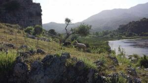 20140515_10_lake_animal_op