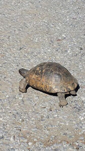 20140515_111_turtle_op