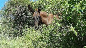 20140515_11_lake_animal_friend_op