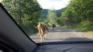 20140524_Bran_Segesvar_12_op
