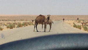 20140527_29_Sahara_2_Tunesiis_op