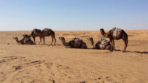 20140527_29_Sahara_4_Tunesiis_op