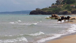 20140602_Turkey_BlackSea_tehenek_2_op