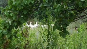 20160516_killergoose