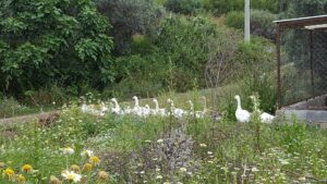 20160516_killergoose2