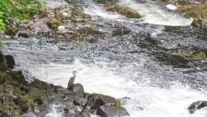 20170530_SJ_Conwy_toX_2_op