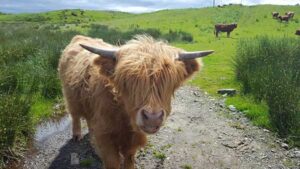 20170619_SJ_1_andtheHighlandBeast_op