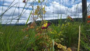 20170624_SJ_4_BikeTour_Scotland_6_op