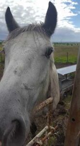 20170625_SJ_5_StayinOnAScottishFarm_1_op