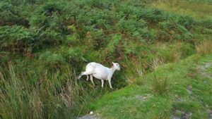20170813_SJ_14_LlanberisPath_NWales_13_op