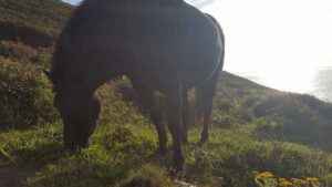 20170825_SJ_10_HikingTheCoastalTrail_atLandsEndCornwallUK_9_op
