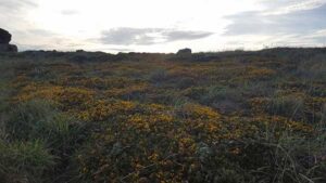 20170825_SJ_11_HikingTheCoastalTrail_atLandsEndCornwallUK_10_op