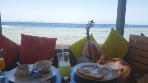 20180627_Sinai_RedSea_BlueCafe_cat_web_adj