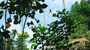 20_jungletrack_web