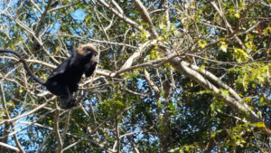 23_wildanimals_web