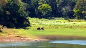24_elephants_web_e