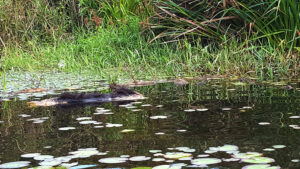 26_swampbeast_web_e