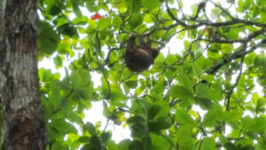 28_Jan9_sloth_e