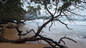 29_Jan9_jungleandtree_e