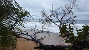 30_Jan9_jungleandtree_e