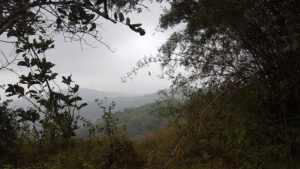33_view_web