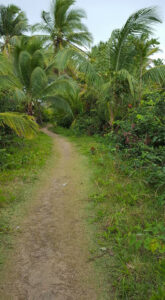 34_Jan11_junglepath