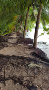 36_Jan11_junglemeetssea
