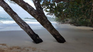 42_Jan12_tree_beachwow_e