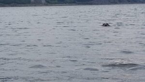 44_20160819_waterbeast2