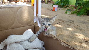 47_kitten_web_tr_e