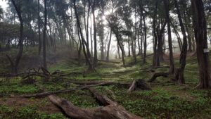 49_Jan12_forest_web_e