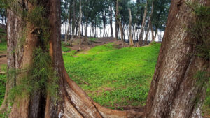 50_Jan12_forest_web_e