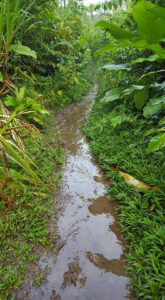 53_Jan13_floodedmud_path