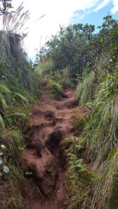 86_Jan17_trail_web_e