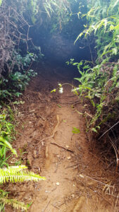 87_Jan17_trail_web_e