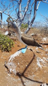 20210628_Galapagos15