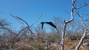 20210628_Galapagos16