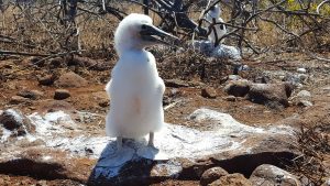 20210628_Galapagos17