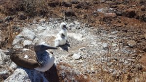 20210628_Galapagos19