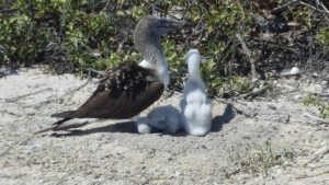 20210628_Galapagos20
