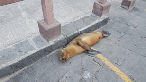20210629_Galapagos22