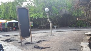 20210629_Galapagos23