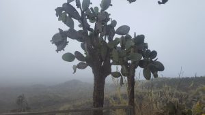 20210629_Galapagos29