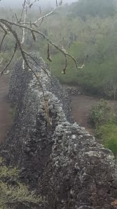 20210629_Galapagos31
