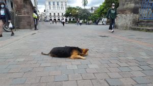 20210703_Quito33