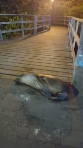 20210725_Galapagos3